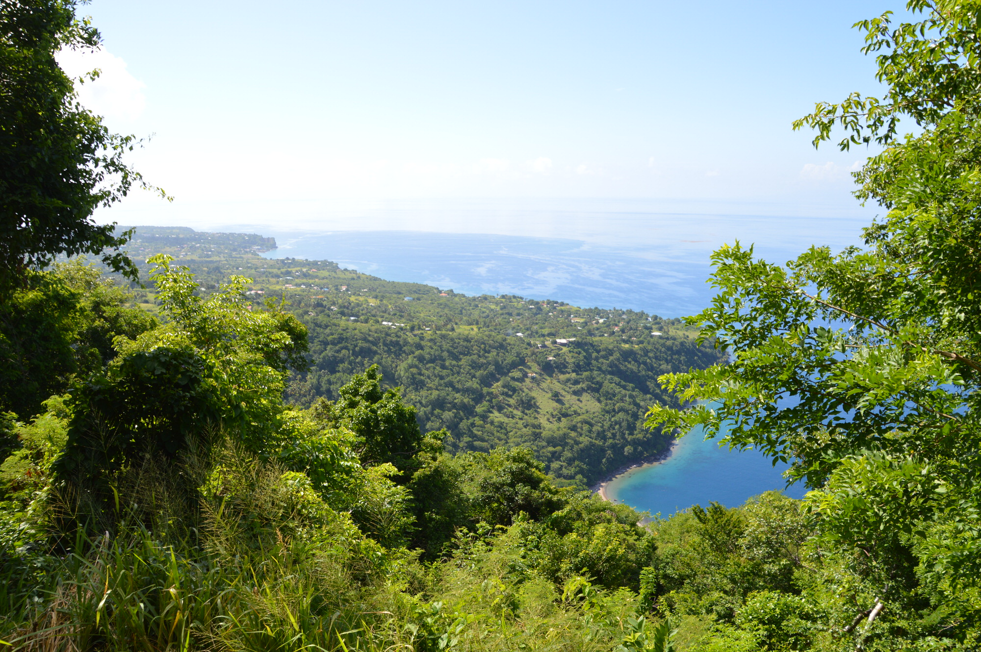 Climbing the PitonsSt Luciathe Runner Beans