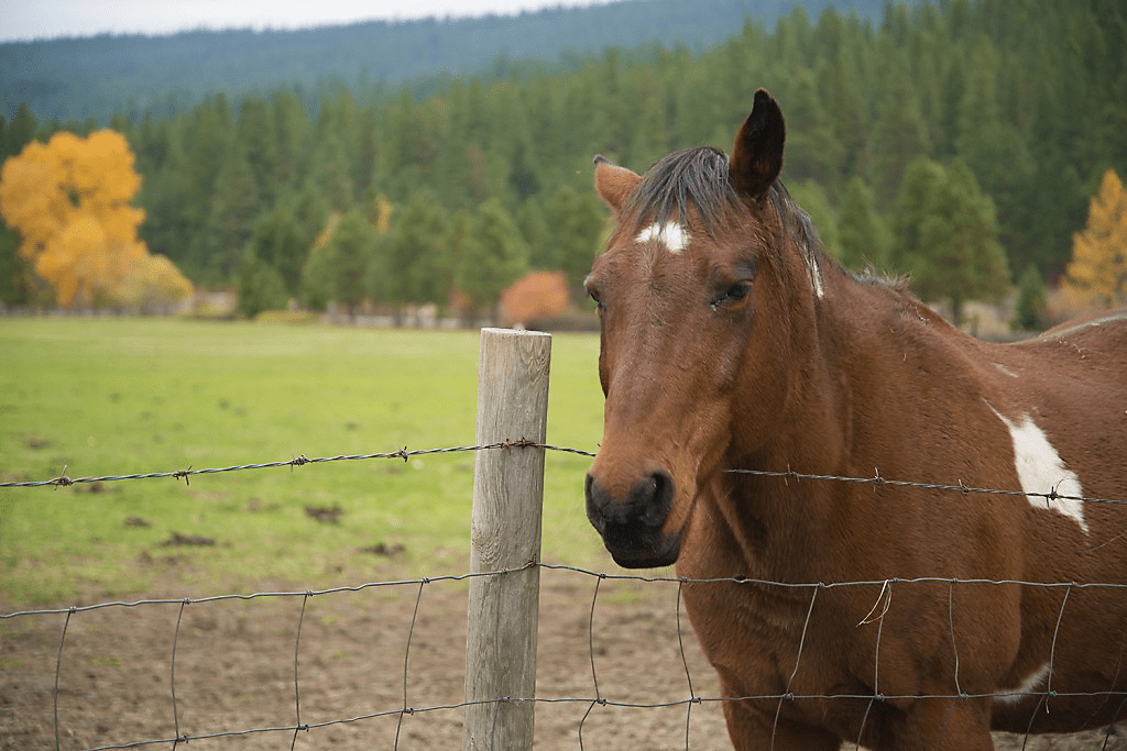Metaphor The horse in the field The Sage Page