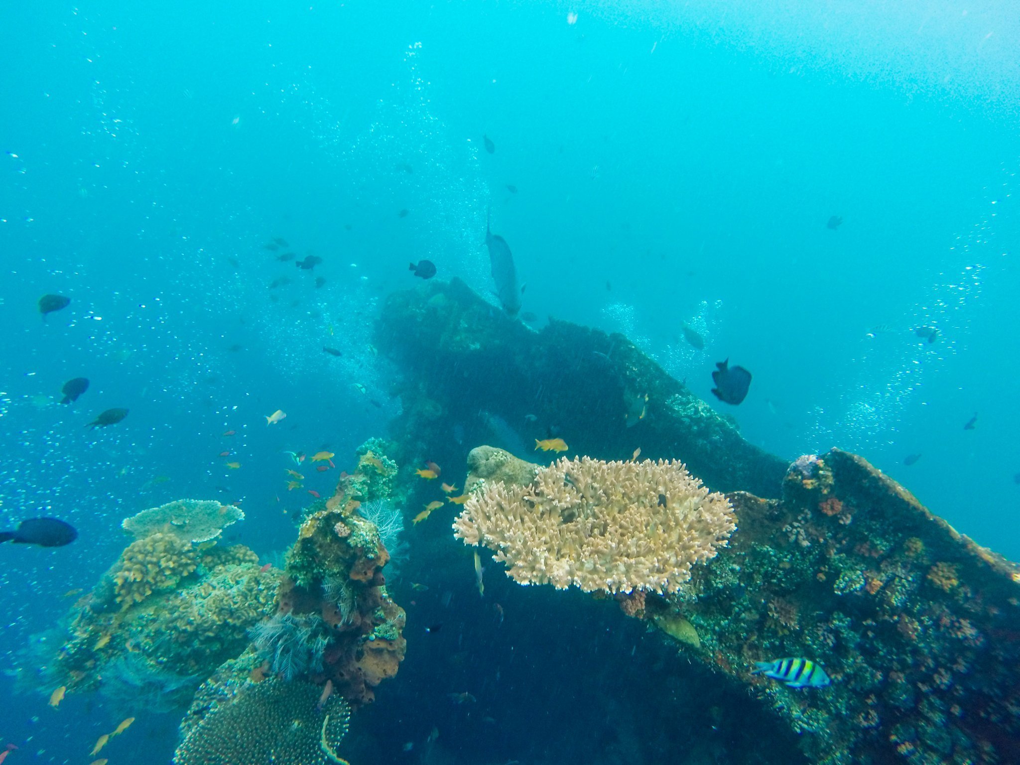 The Ultimate Dive Guide to Amed, Bali The Salt Sirens