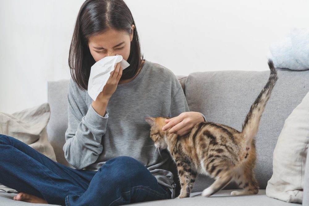 What can I do if I'm Allergic to my Cat? The Salt Suite
