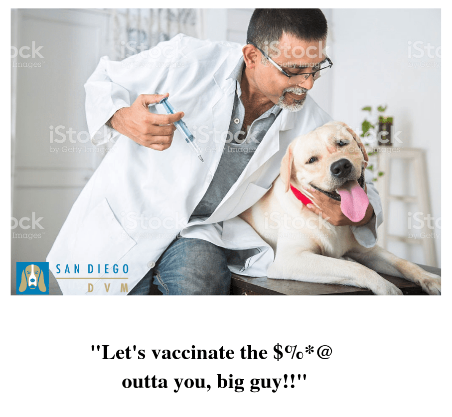 The Worst Veterinary Stock Photos San Diego DVM