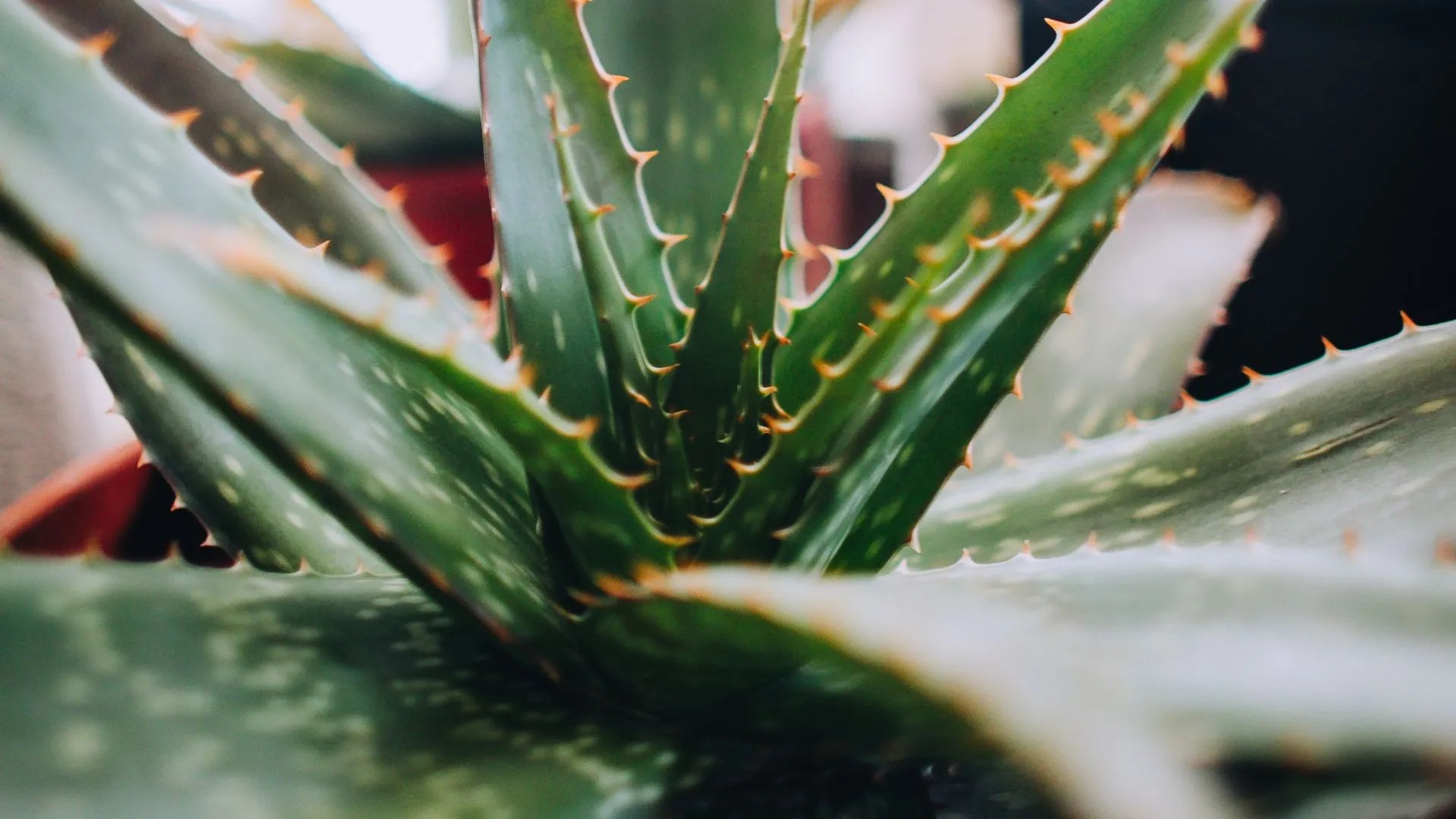 10 Best Indoor Plants for Your Health Enhance Wellness with Greenery