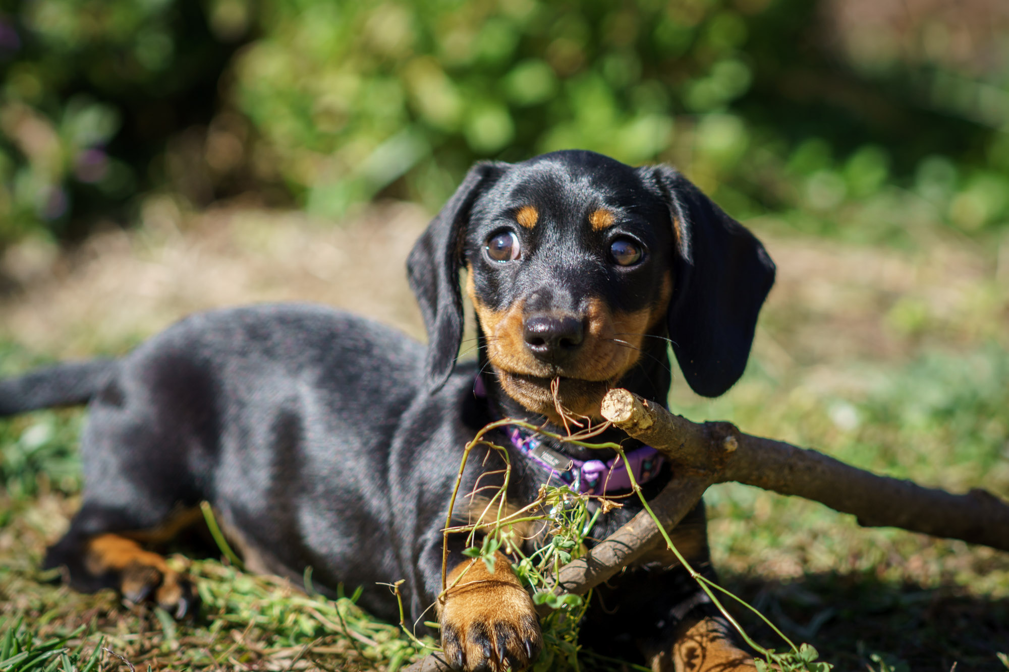 Lola The Sausage Dog