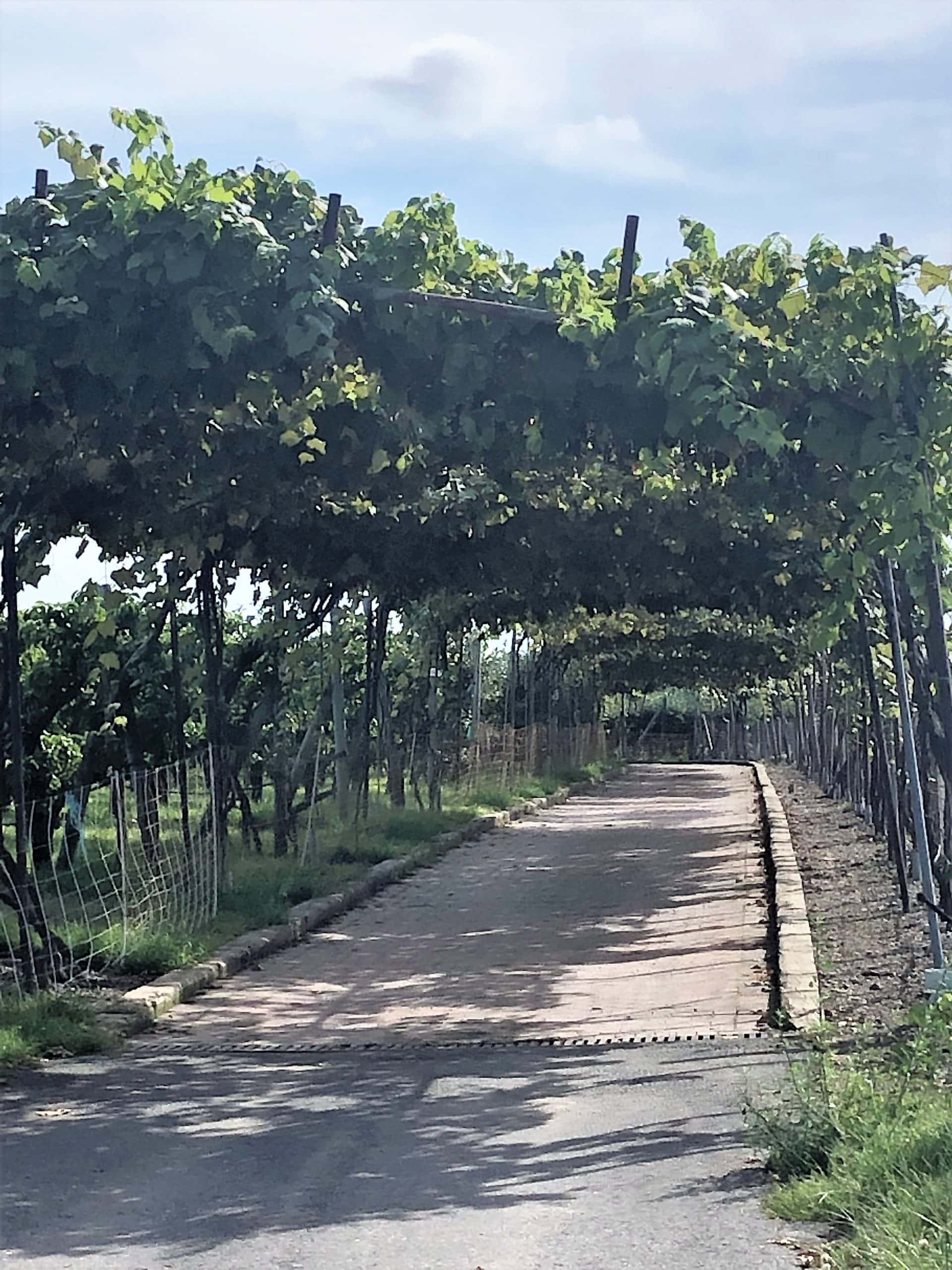 A Trip to Lookout Farm The Savory Cucina