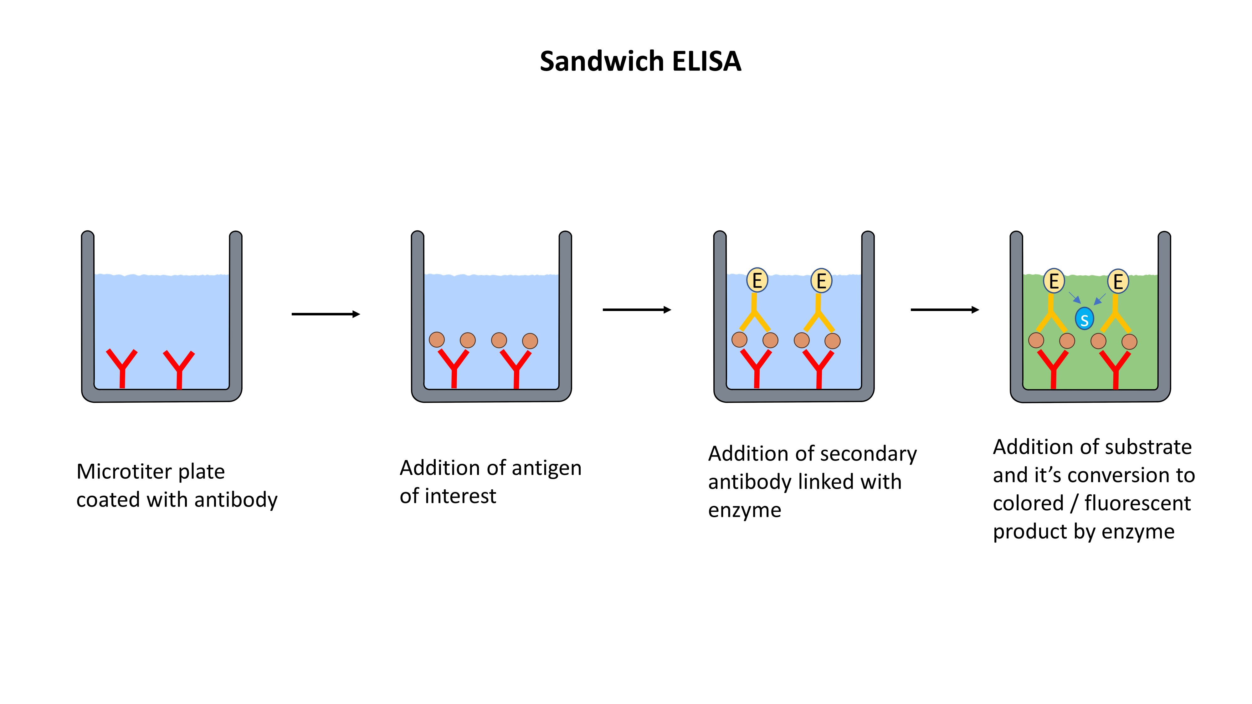 ELISA (EnzymeLinked Immunosorbent Assay) The Science Bistro