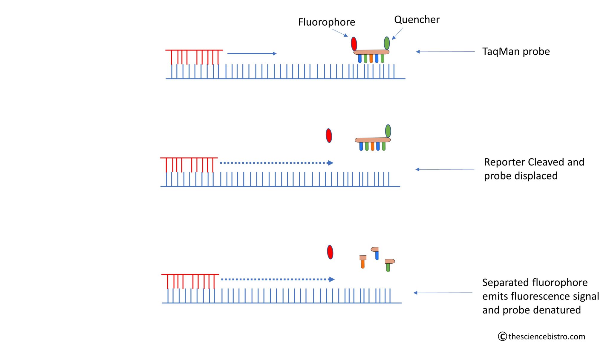 Quantitative RealTime PCR (qRTPCR) The Science Bistro