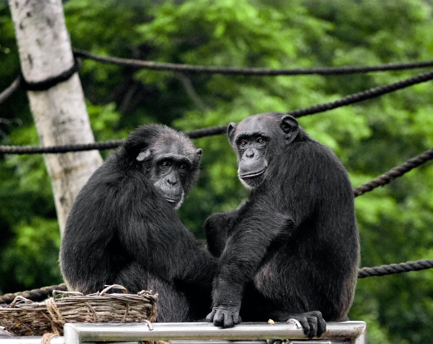 Apes and monkeys understand syntaxlike structures TheScienceBreaker