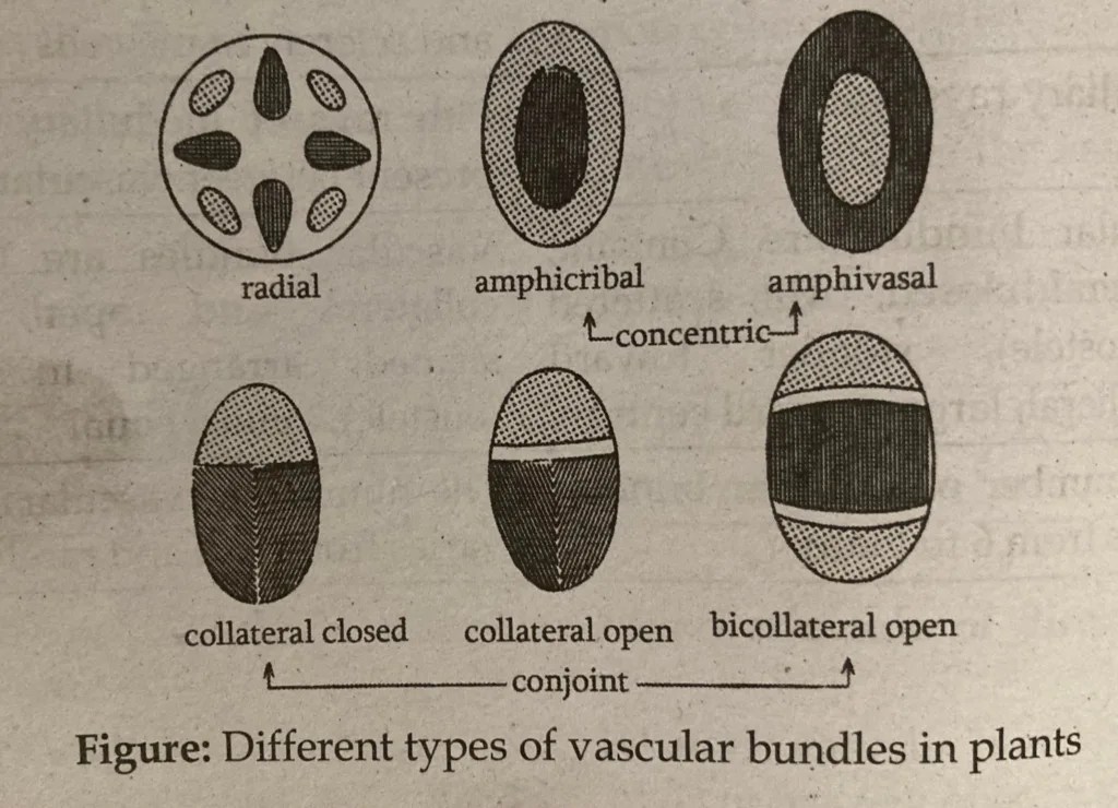 Xylem and Phloem Anatomy, Physiology, and Differences in Plant Function