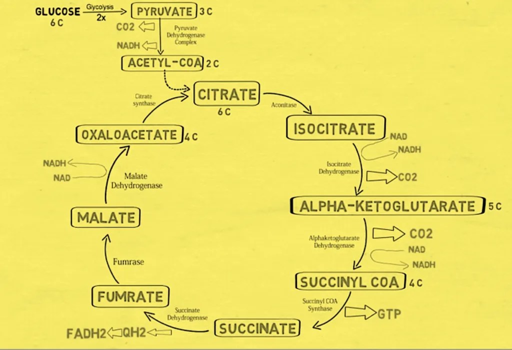 Krebs Cycle (Citric Acid Cycle / TCA cycle) Steps, Function, and Its