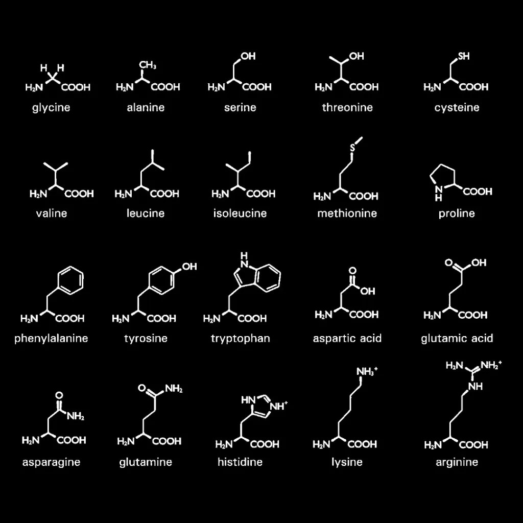 Amino Acids Types, Functions, Sources, and Differences between Essential and NonEssential
