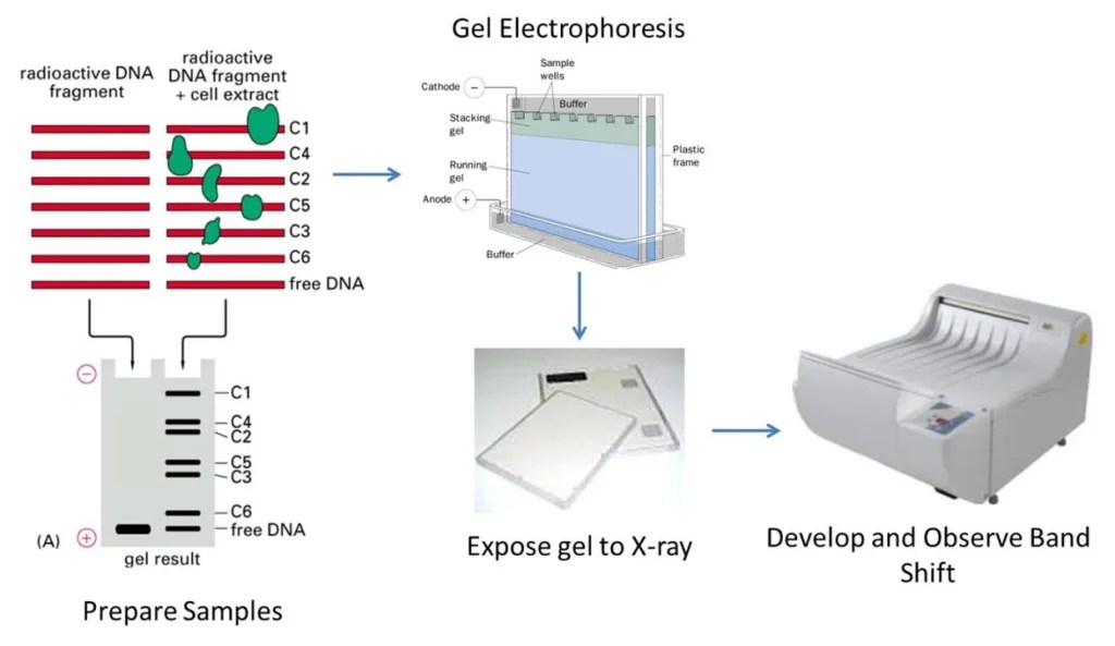 Electrophoretic Mobility Shift Assay (EMSA) Principle, Procedure