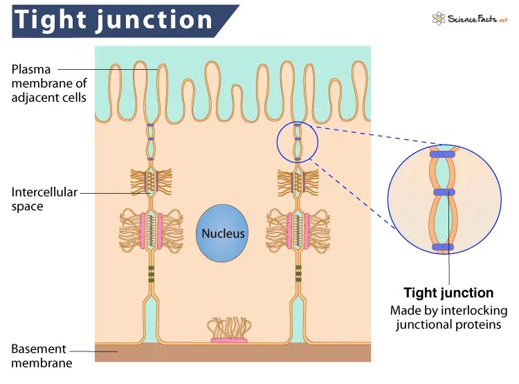 Cell junctions Types, Structure and Functions The Science Notes