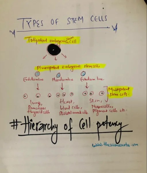 Hierarchy of Cell potency Totipotent vs Pluripotent vs Multipotent