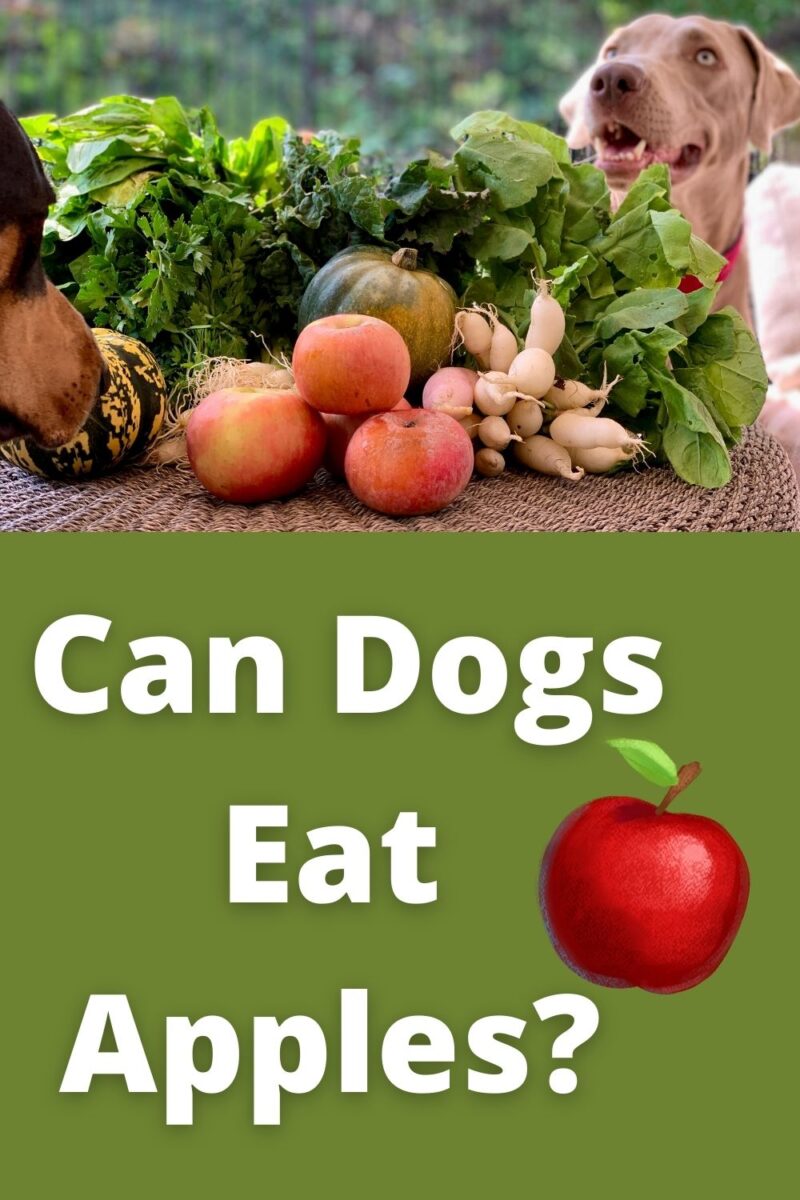 Can Dogs Eat Apples?