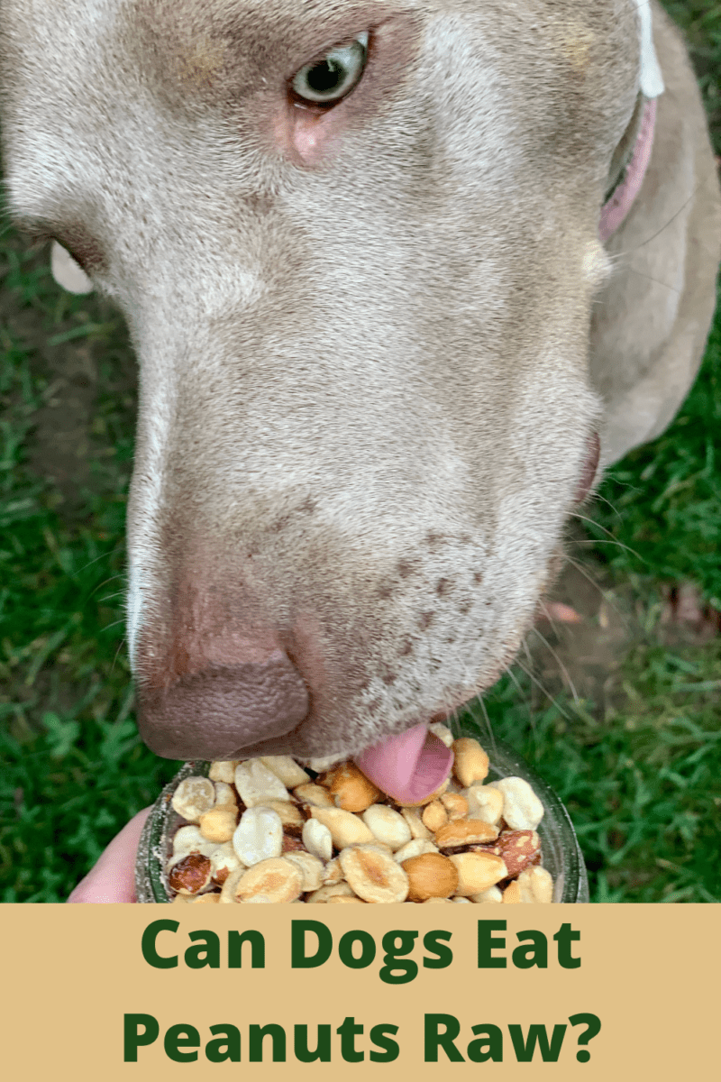 Are Peanuts Ok for Dogs?