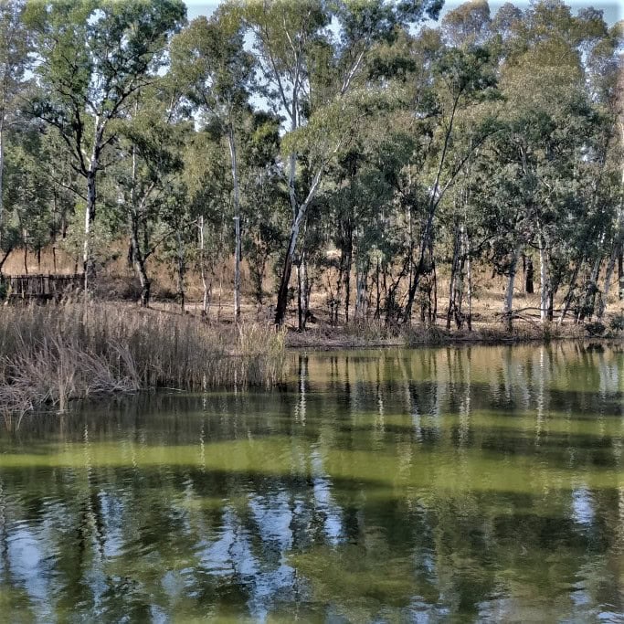 Modderfontein Reserve Hiking Guide The Scribs & Nibs