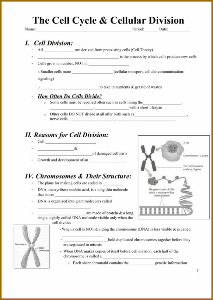 Answer The Cell Cycle Review Worksheet