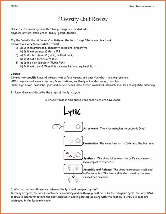 Lytic Cycle Worksheet Answers