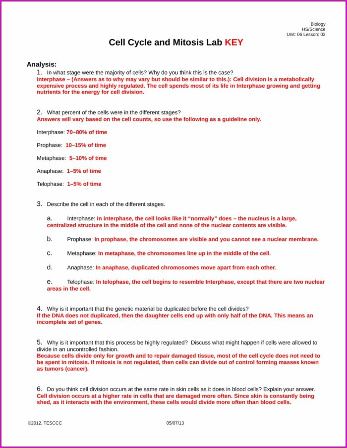Cell Cycle Lab Worksheet Answers