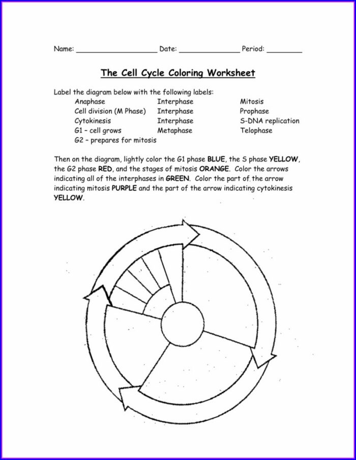 Cell Cycle Notes Worksheet Answers