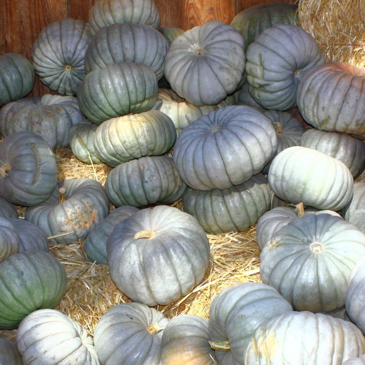 Pumpkin Queensland Blue seeds TheSeedCollection