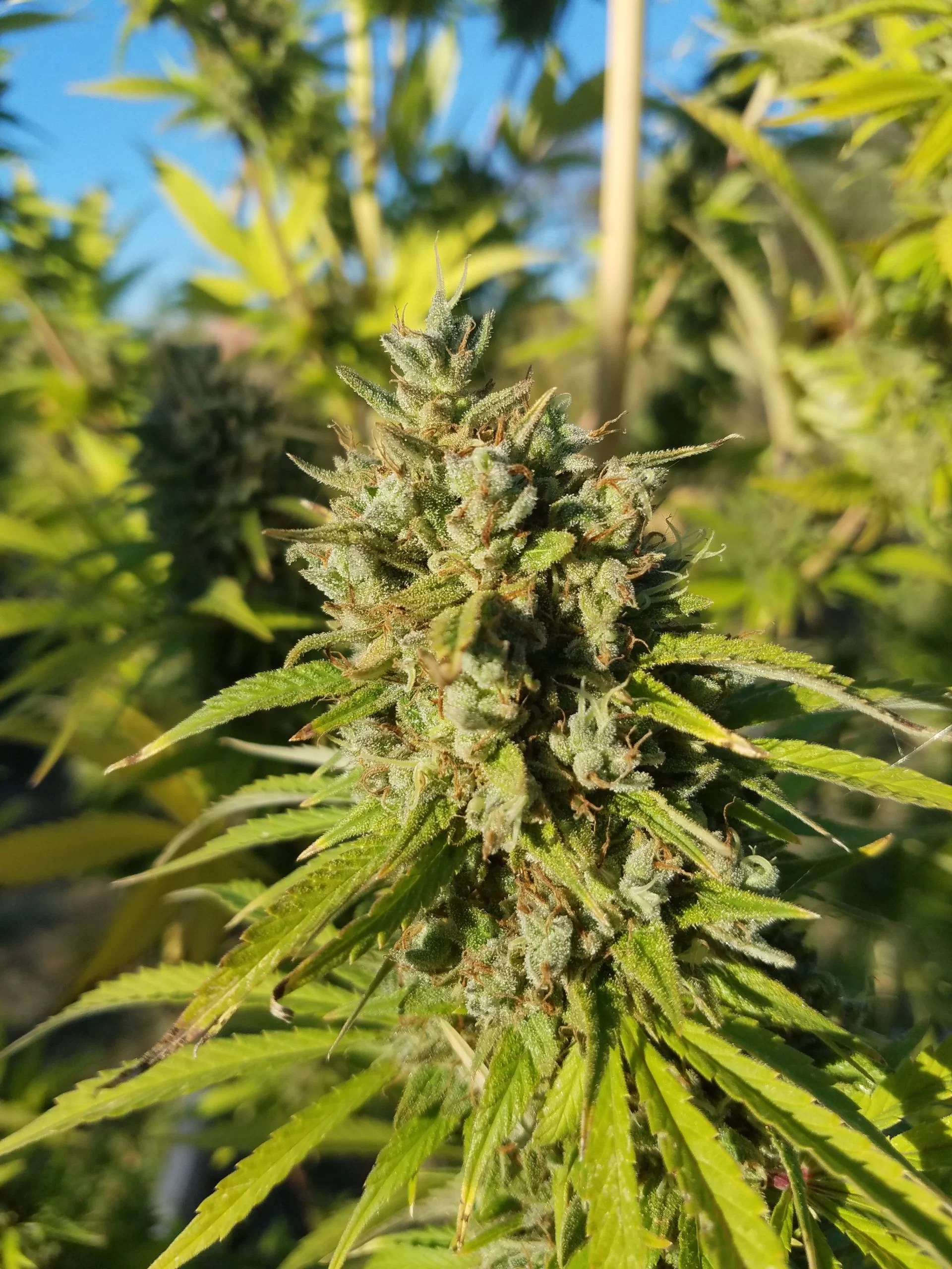 Jet Fuel Regular Seeds The Seed Connect