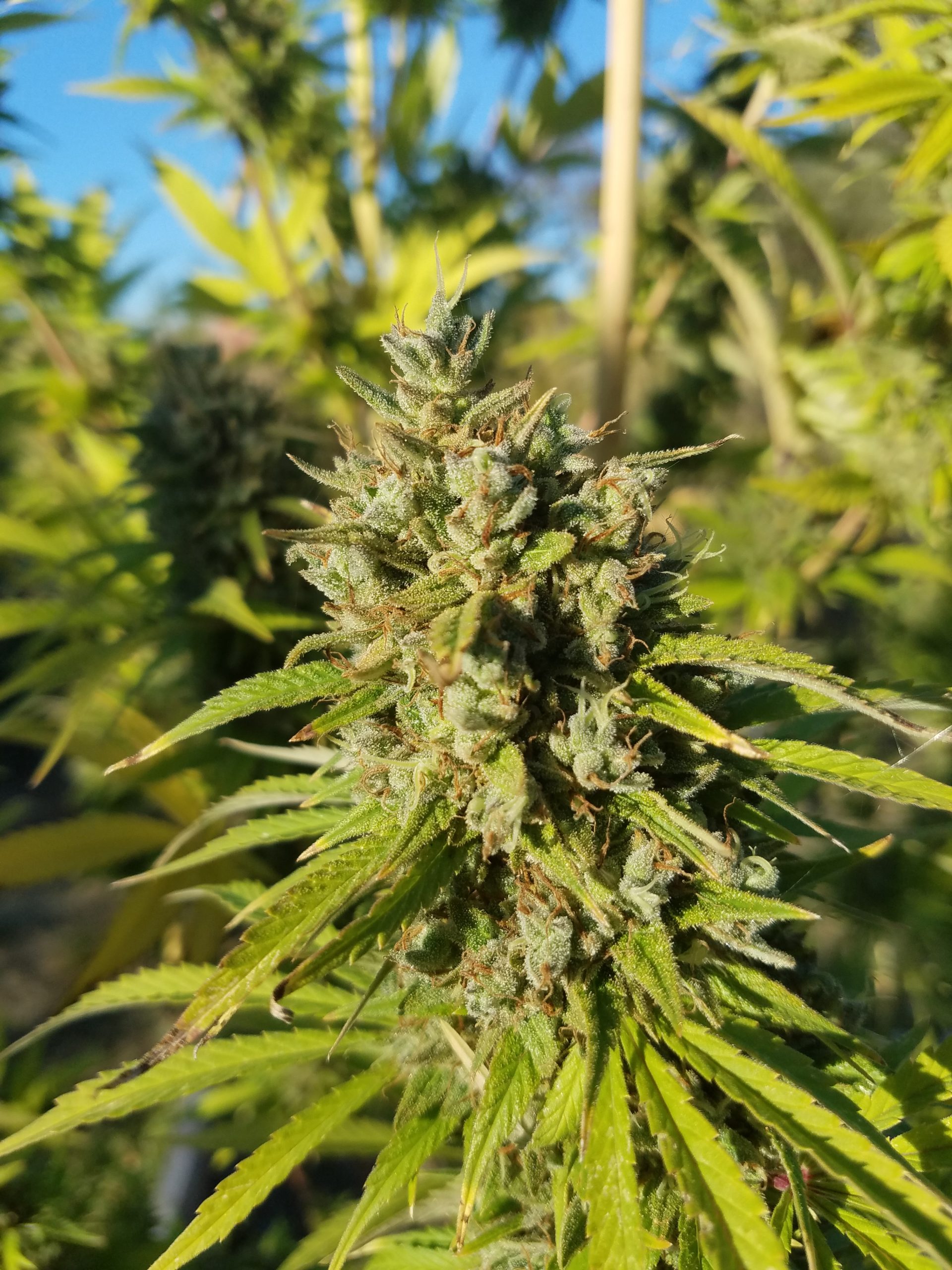 Jet Fuel Regular Seeds The Seed Connect