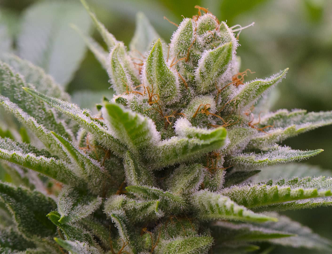 Disco Killer Feminized Seeds The Seed Fair