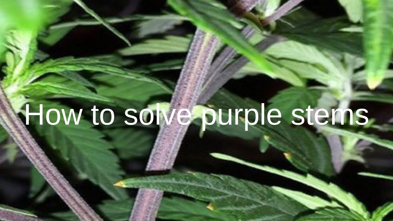 Purple Stems Weed How to deal with this issue