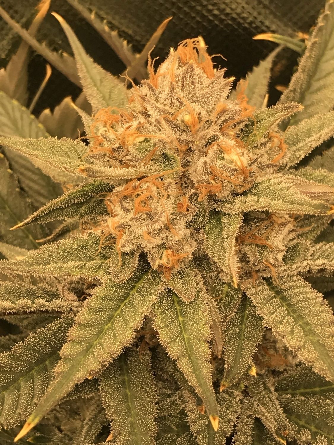 Buy CBD Jam Feminized Seeds Online The Seed Fair