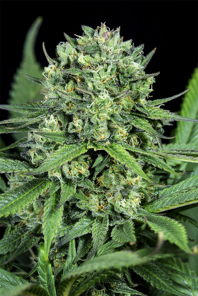 Zen CBD Feminized Seeds The Seed Fair