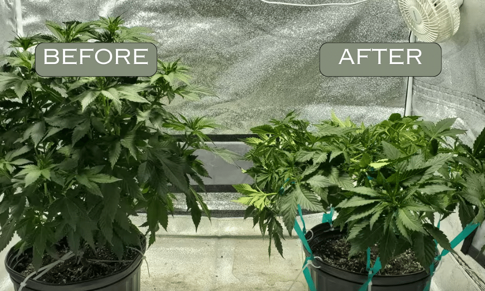 LowStress Training for Autoflowers When to Start, When to Stop, and
