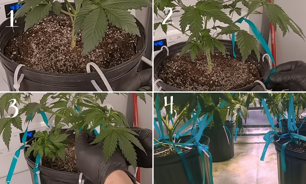 LowStress Training for Autoflowers When to Start, When to Stop, and