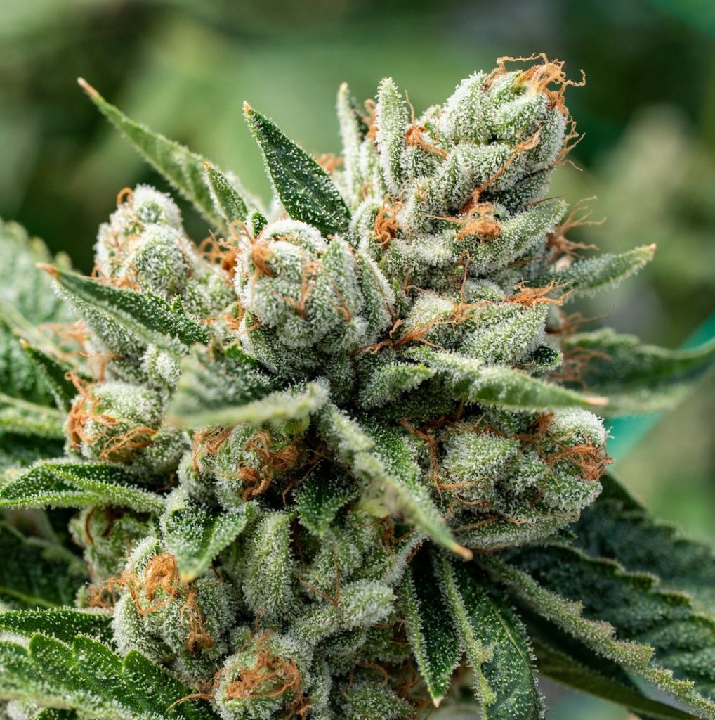 The 5 Best Strains for Nausea and Appetite The Seed Fair
