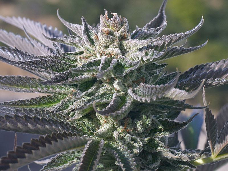 Wedding Cake Marijuana Strain Best Marijuana Seeds The Seed Pharm