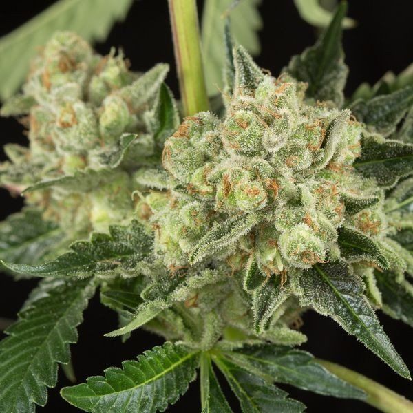 Honey OG AutoFlowering Marijuana Seeds Honey OG Strain The Seed Pharm