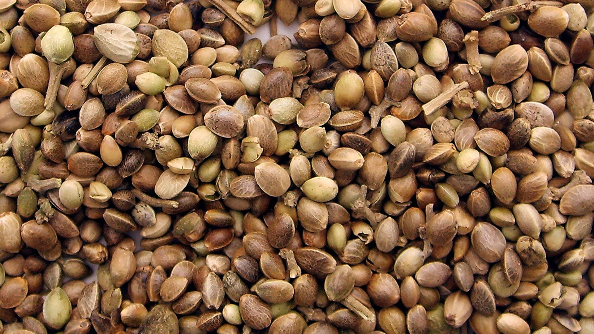 What Do Weed Seeds Look Like? A Guide to Their Appearance The Seed Pharm