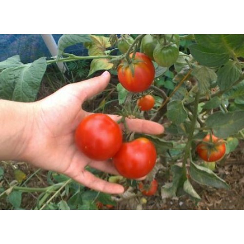 Stupice Tomato [category]