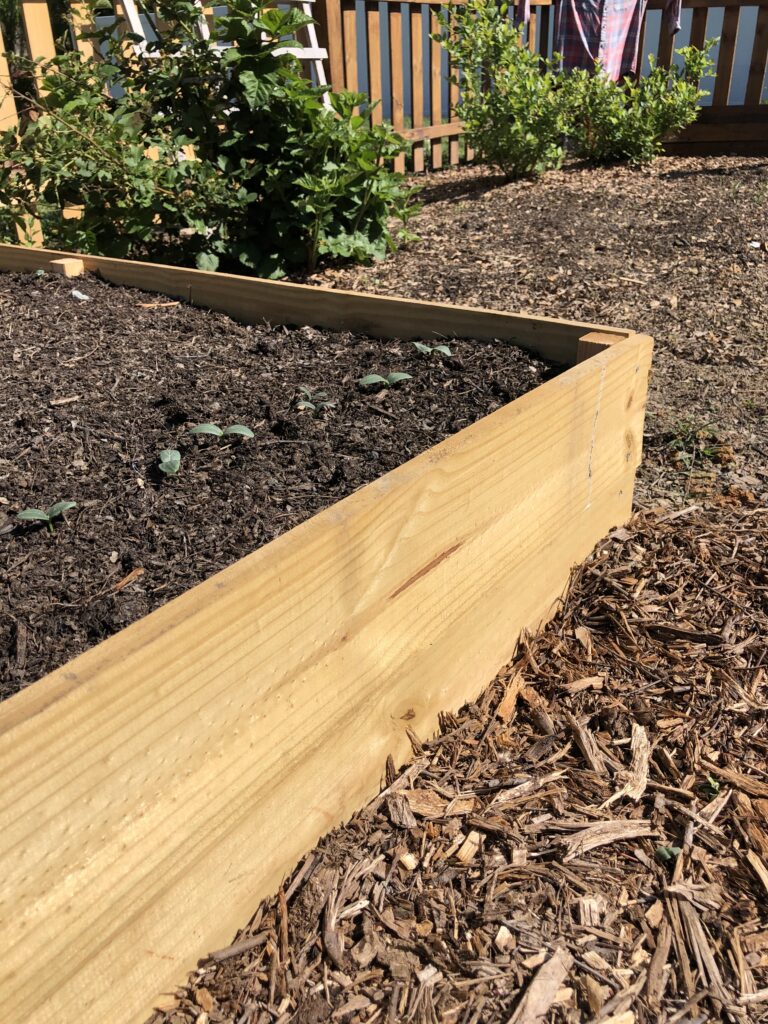 How To Build Cheap Raised Garden Beds In 2021 The Seed That Sprouted