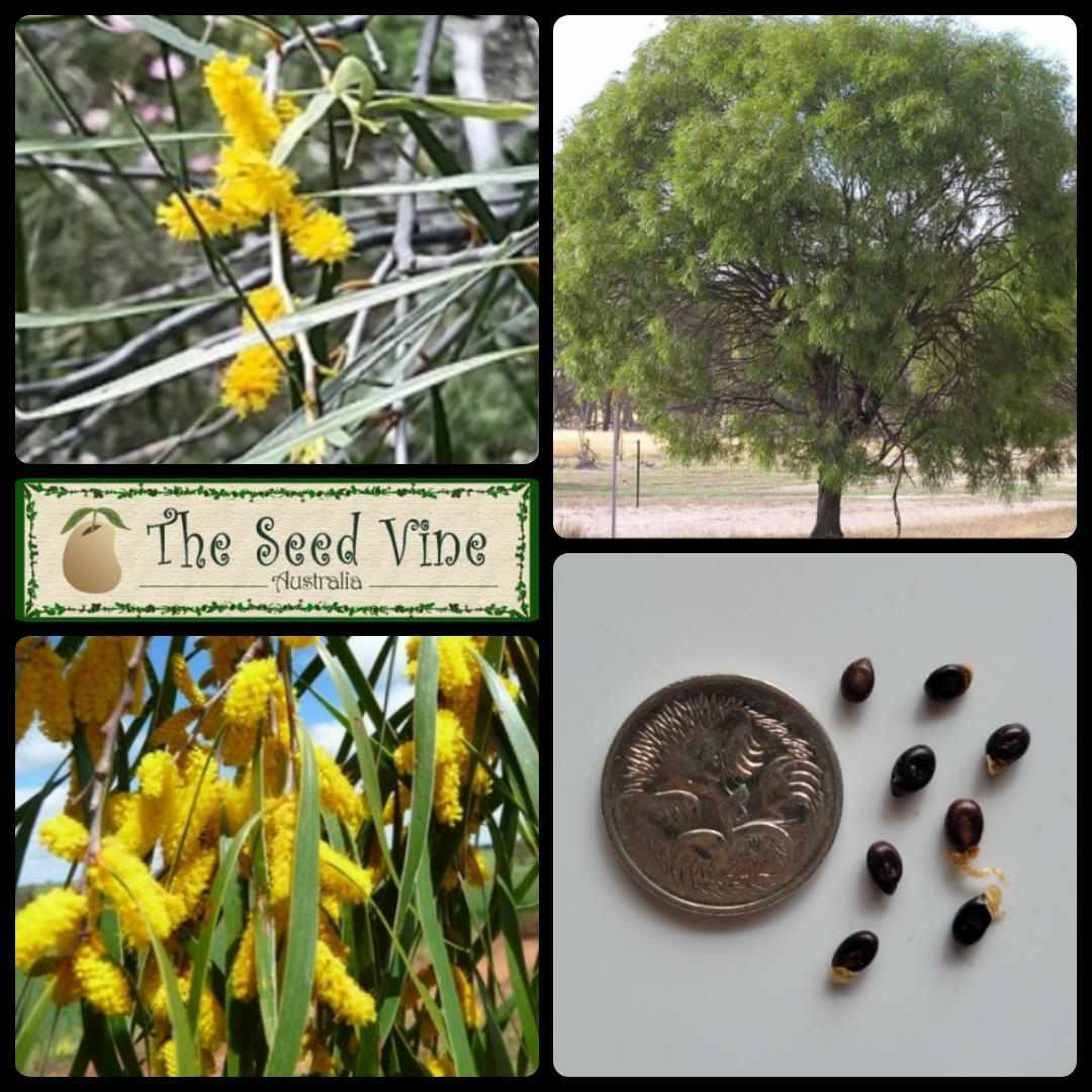 Acacia acuminata Raspberry Jam Wattle The Seed Vine