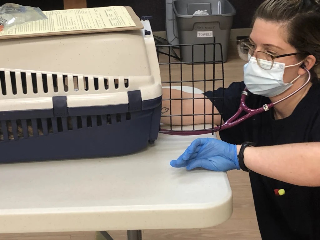 The Ontario SPCA’s mobile unit rolls into Cornwall for its final spay
