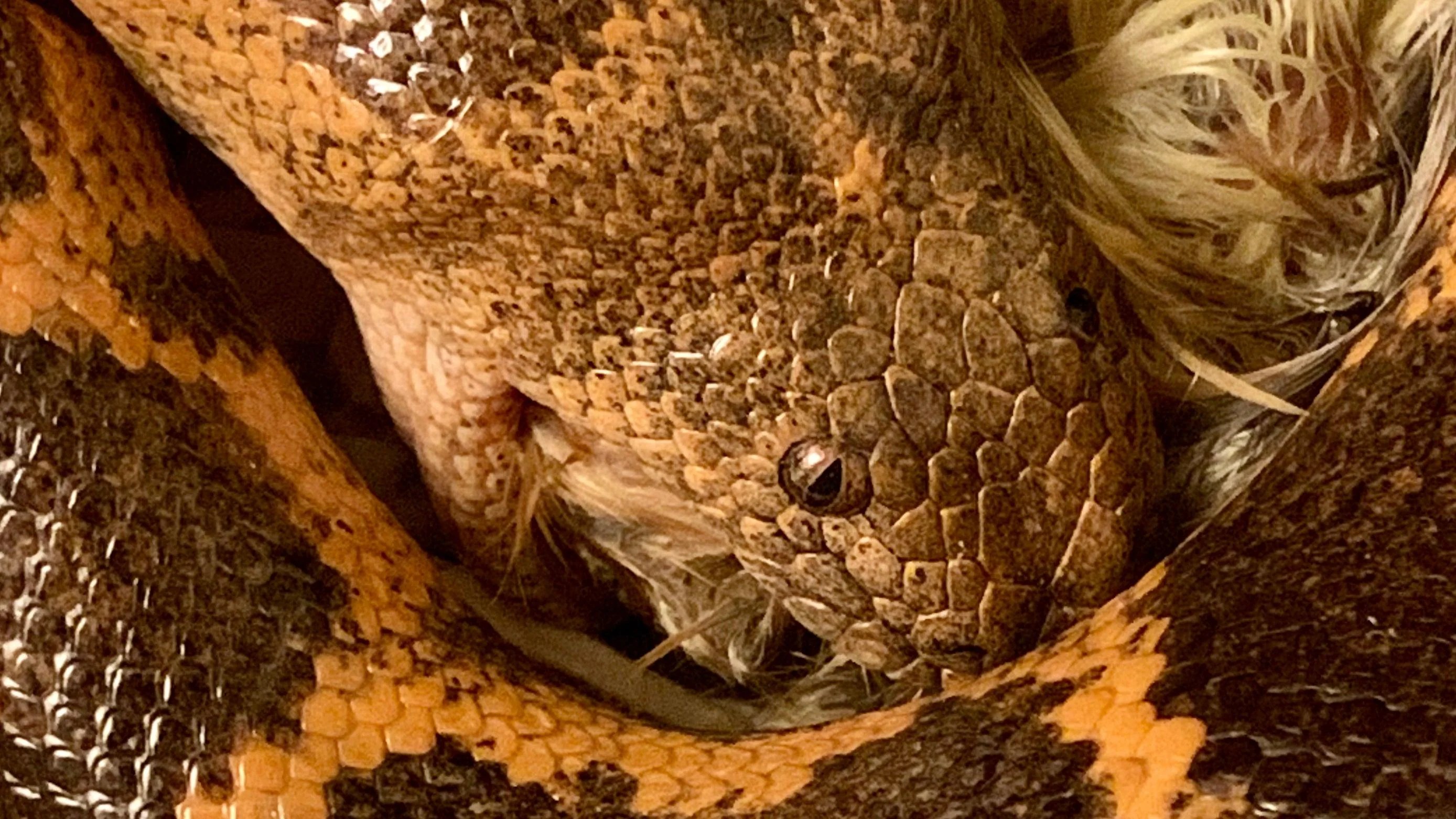 Baby Sand Boa Care Sheet Kenyan Sand Boa Simple + BudgetFriendly