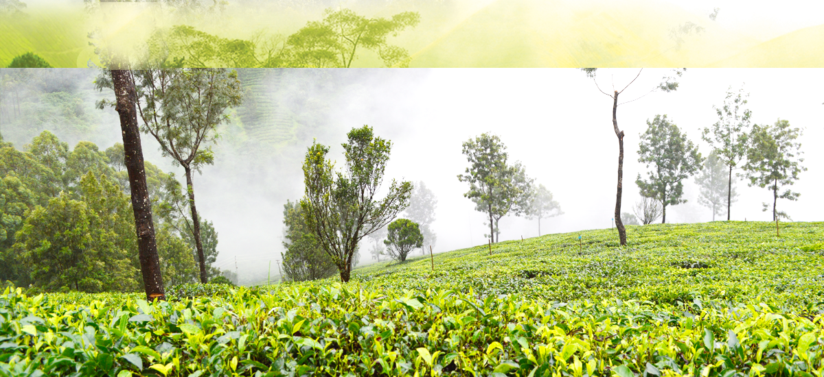 The Shade Munnar homestay Home Munnar Home stay Home stay in