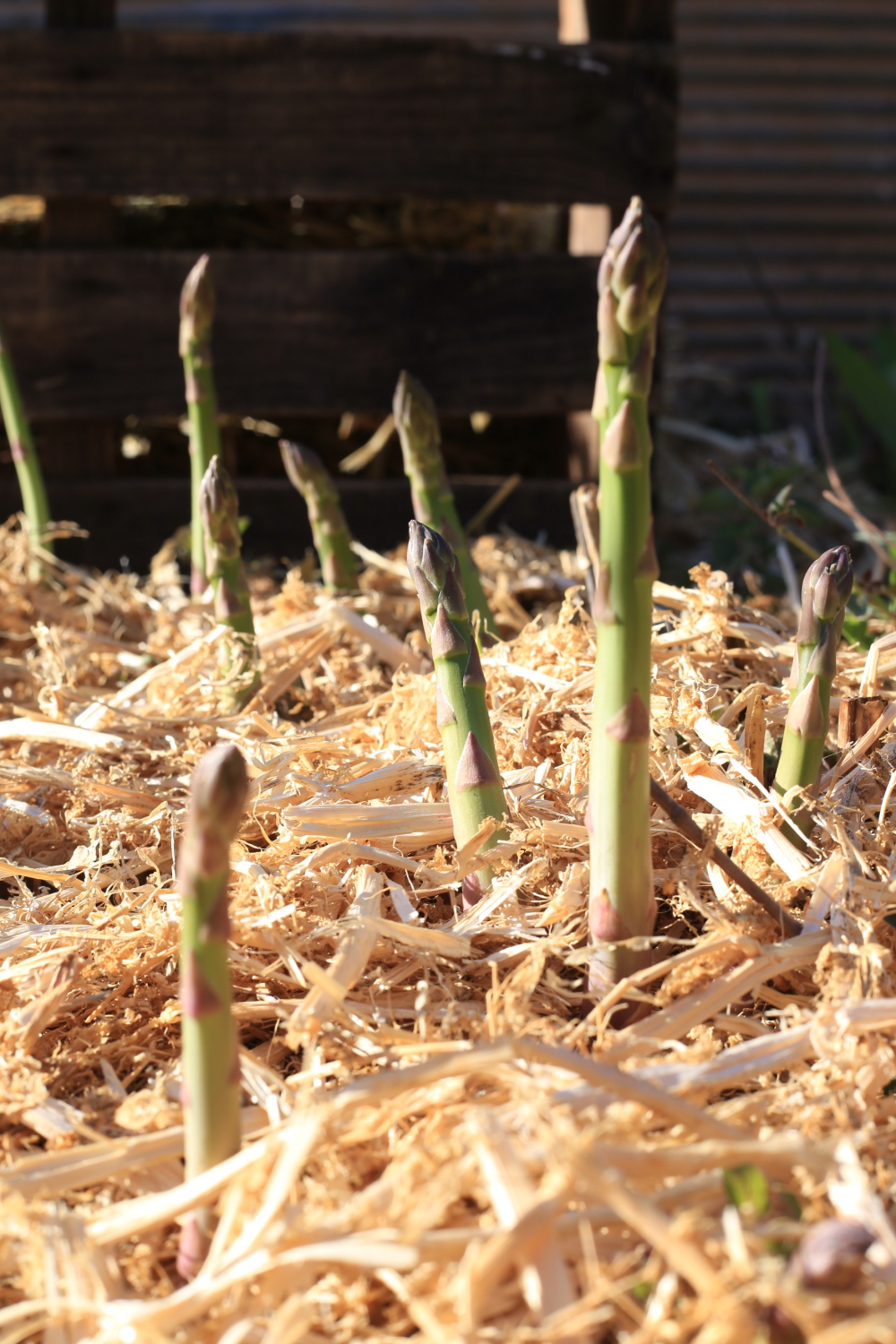 Growing Asparagus The Shady Baker