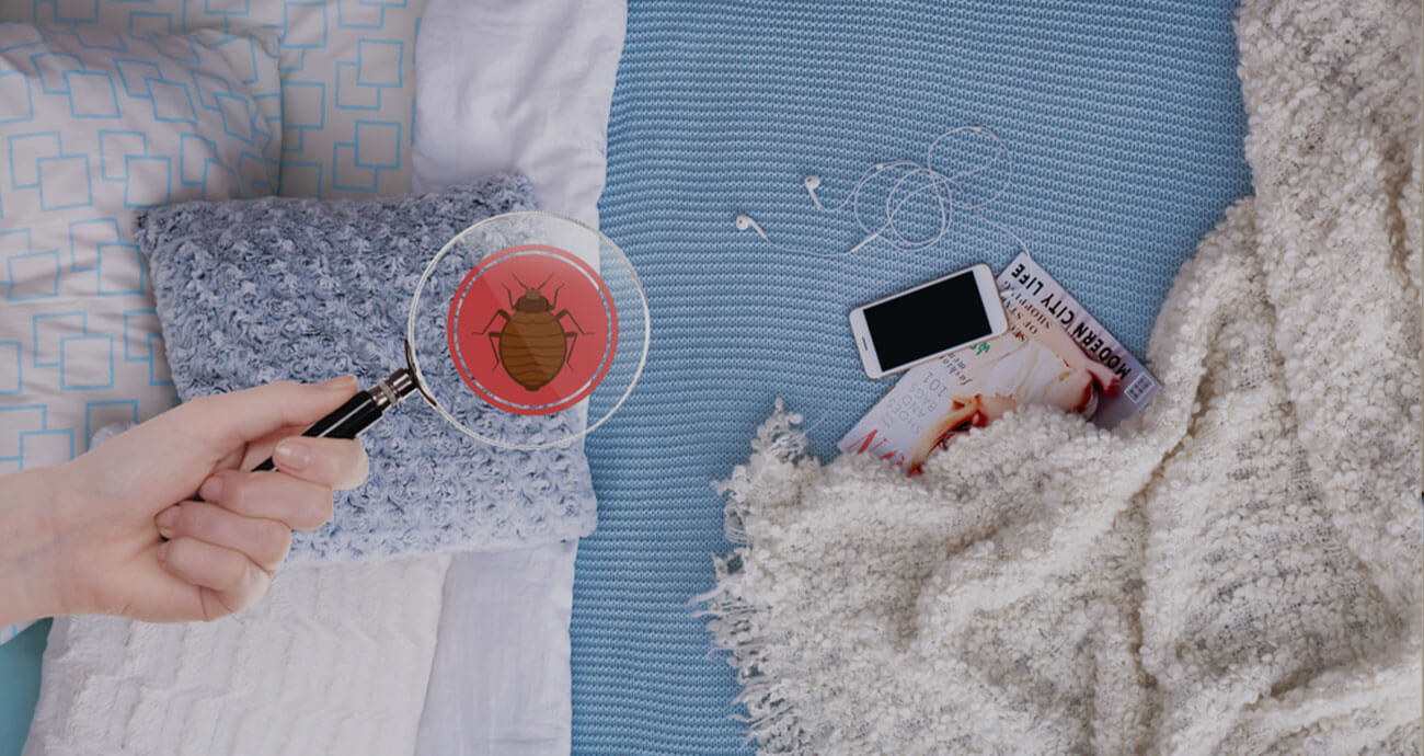 Bed Bugs Pest Control In Dubai Bed Bugs Control Services in Dubai