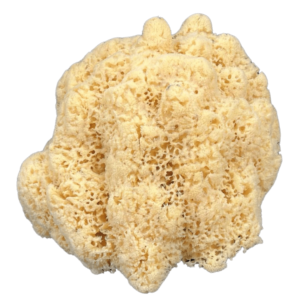 Yellow Sponge The Shell Connection