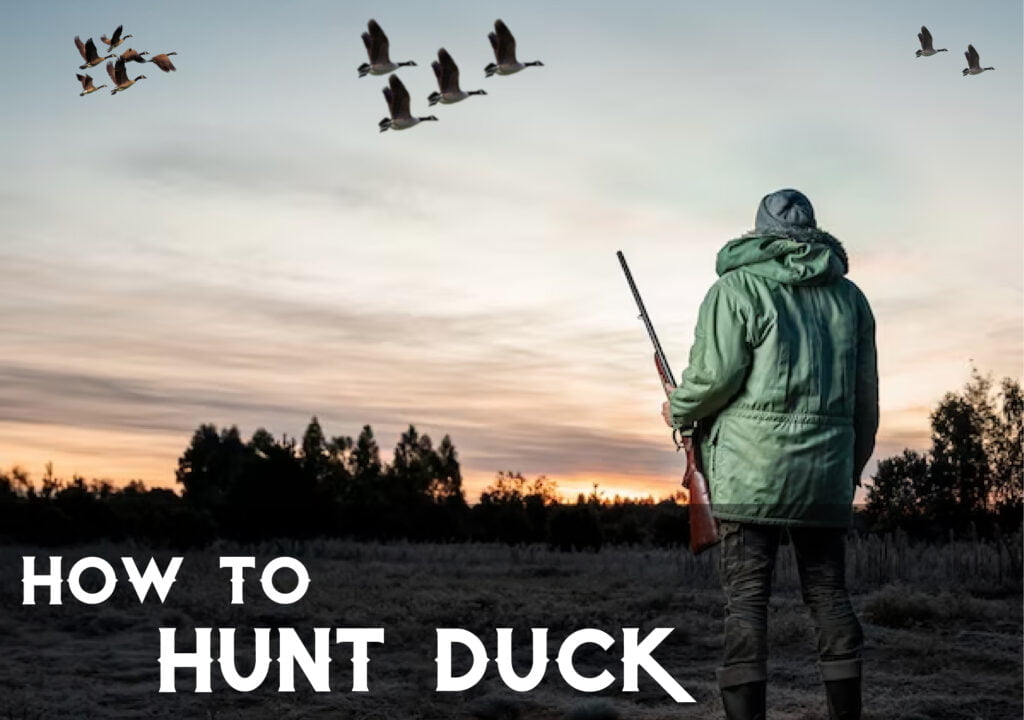 How to Hunt Duck A Beginner’s Comprehensive Guide The Shooting Gears