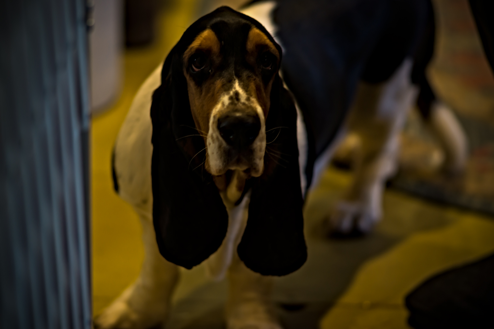 Eyes [and Whiskers] of the Basset Hound