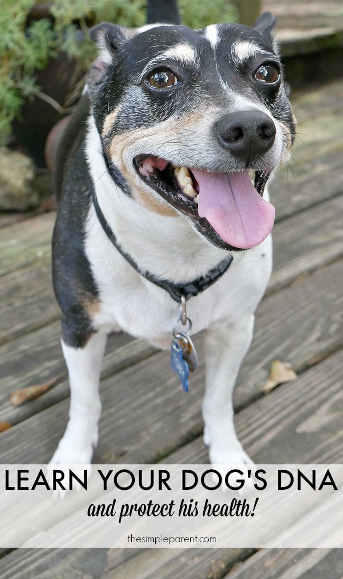 Learn Your Dog DNA with Wisdom Panel 3.0 Testing