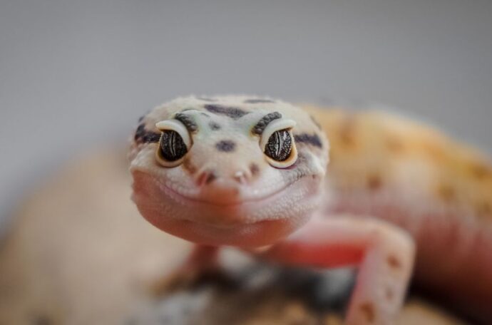 Your Complete Guide To Taking Care Of Leopard Geckos